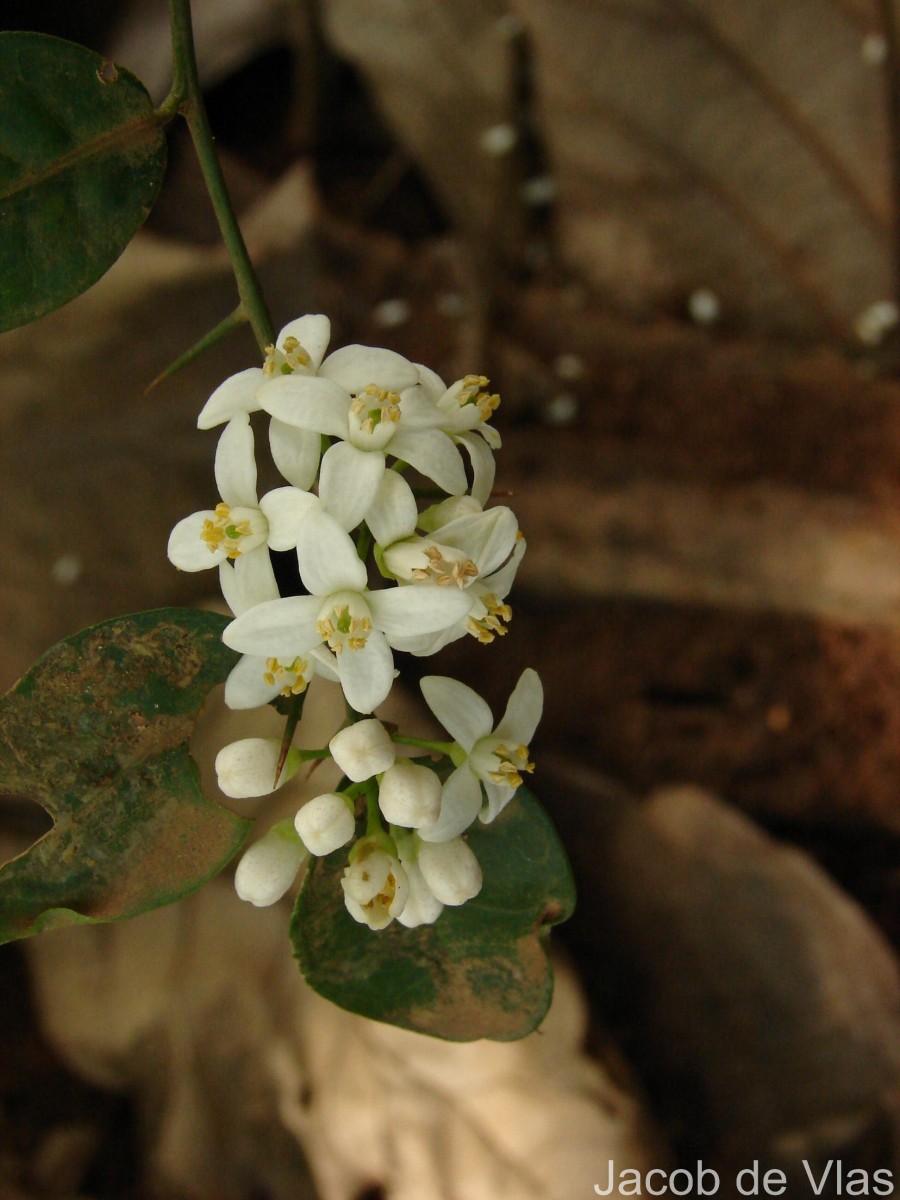Atalantia ceylanica (Arn.) Oliv.